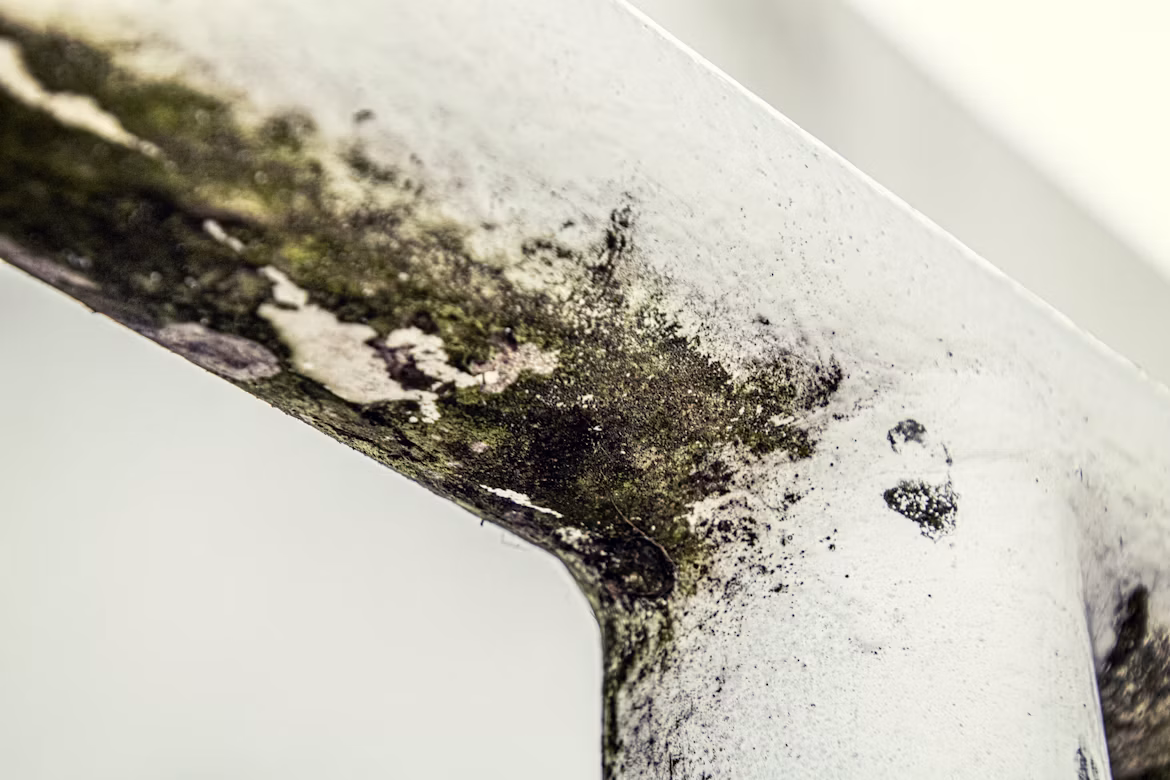 Simple Ways to Reduce Mold Growth in Your Home