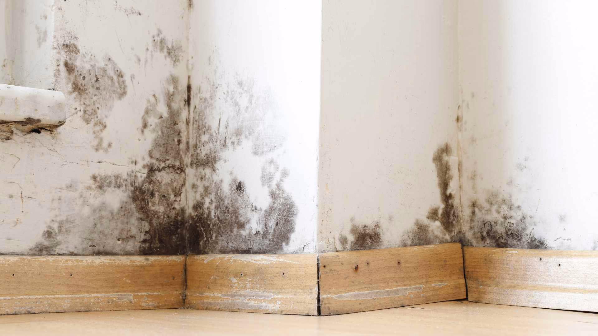 How to Identify and Address Mold Problems in Your Home