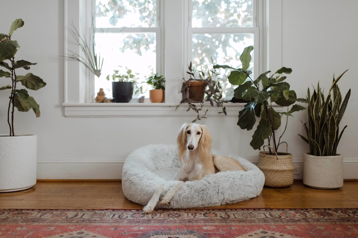 Pet-Friendly Home Ideas That Don’t Sacrifice Your Personal Style